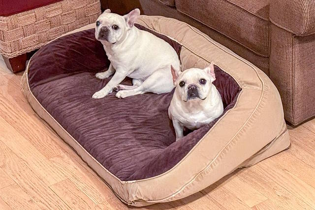 מיטת כלב מותאמת לכלב